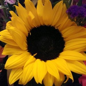 Meet your Posher, Luz